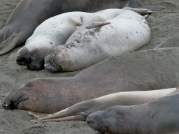 2008Elephant-Seals-11